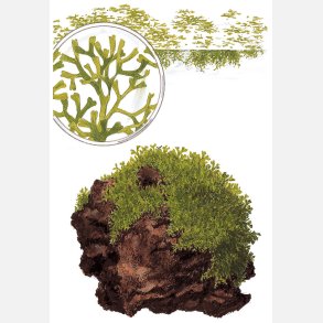 Riccia fluitans - 1-2-grow