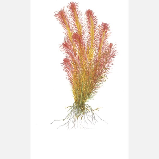 Rotala wallichii - 1-2-grow