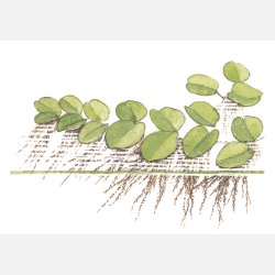 Salvinia minima - 1-2-grow