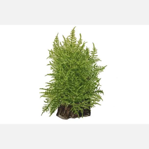 Taxiphyllum alternans 'Taiwan Moss' - 1-2-grow