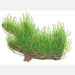 Taxiphyllum sp. Flame Moss - 1-2-grow