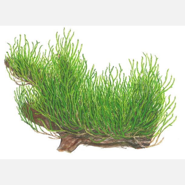 Taxiphyllum sp. Flame Moss - 1-2-grow