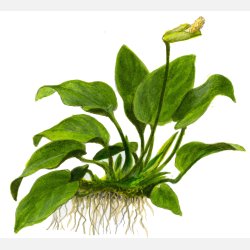 Anubias barteri var. nana på rod