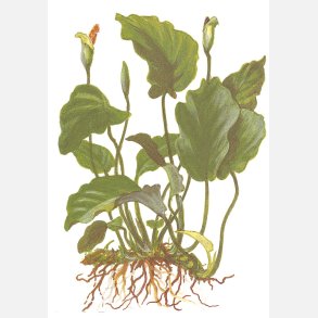 Anubias barteri var. barteri - potte