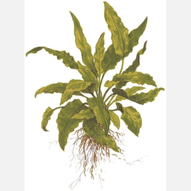 Cryptocoryne wendtii 'Green' - potte