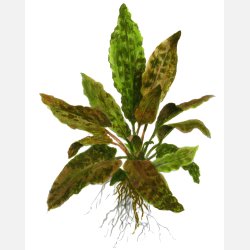 Cryptocoryne wendtii 'Tropica' - potte