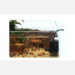 ADA Stream Pump Mini