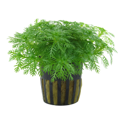 Hottonia palustris - potte