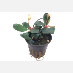 Bucephalandra sp. 'Red' - potte