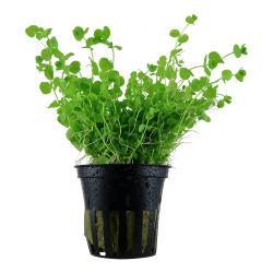 Micranthemum umbrosum - potte