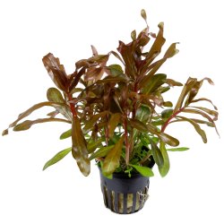 Ammannia crassicaulis - potte