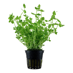 Lindernia rotundifolia - potte