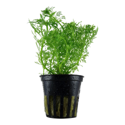 Limnophila aquatica - potte