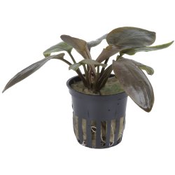 Lagenandra meeboldii 'Red' - potte