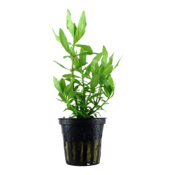 Hygrophila polysperma - potte