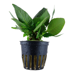 Hygrophila corymbosa 'Compact' - potte