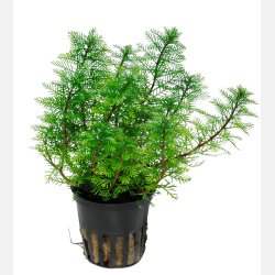 Myriophyllum mattogrossense - potte
