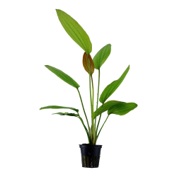 Echinodorus 'Ros�' - potte