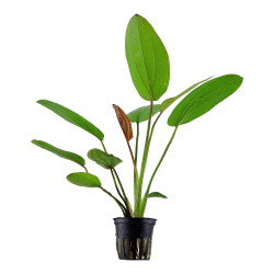 Echinodorus x barthii - potte
