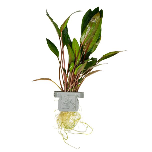 Cryptocoryne beckettii 'Petchii' - clips