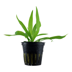 Helanthium bolivianum 'Quadricostatus' - potte