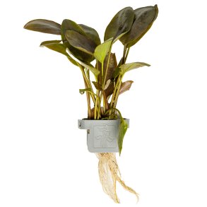 Lagenandra meeboldii 'Red' - clips