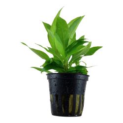 Hygrophila corymbosa 'Stricta' - potte
