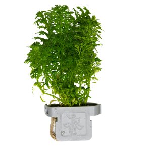 Limnophila sessiliflora - clips