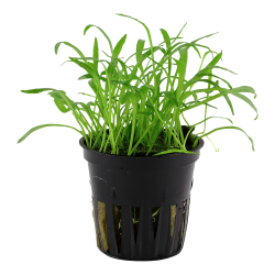 Lilaeopsis brasiliensis - potte