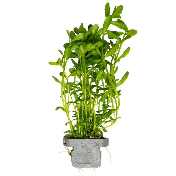 Bacopa monnieri 'Compact' - clips