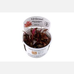 Alternanthera reineckii 'Mini' - 1-2-grow