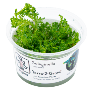 Selaginella uncinata - 1-2-grow