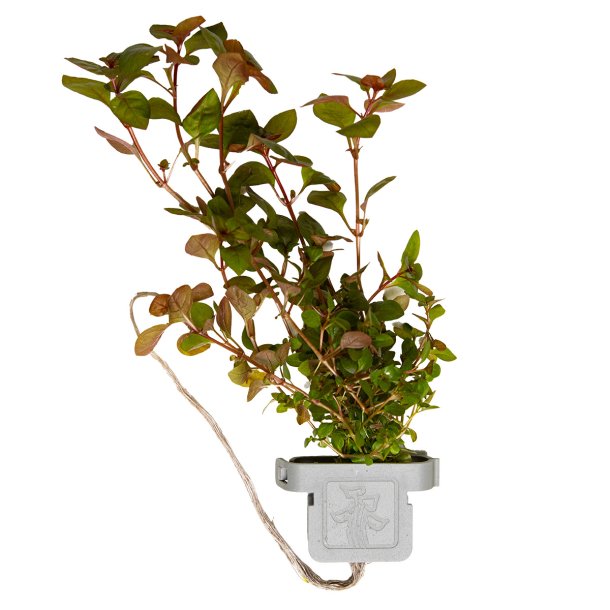 Ludwigia palustris 'Super Red' - clips