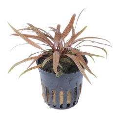 Cryptocoryne albida 'Brown' - potte