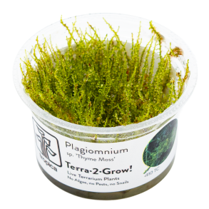 Plagiomnium sp. 'Thyme Moss'  - 1-2-grow