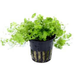 Hydrocotyle tripartita - potte