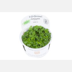 Hydrocotyle tripartita - 1-2-grow