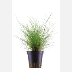 Eleocharis parvula - potte