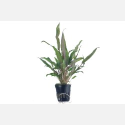 Cryptocoryne undulata 'Broad Leaf' - potte