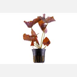 Nymphaea lotus - potte