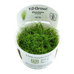Eleocharis acicularis - 1-2-grow