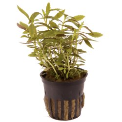 Limnophila hippuridoides - potte