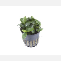 Anubias barteri 'Petite' - potte