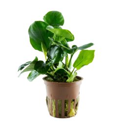 Anubias barteri Coin Leaf - potte 