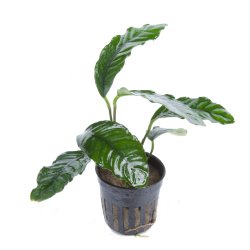 Anubias barteri var. 'Coffeifolia' - potte