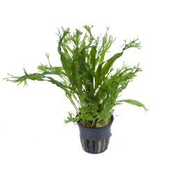 Microsorum pteropus 'Windeløv' - potte