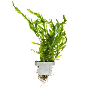 Bolbitis heudelotii - clips