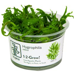 Hygrophila odora - 1-2-grow