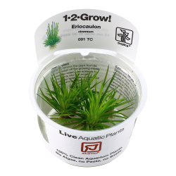 Eriocaulon cinereum - 1-2-grow
