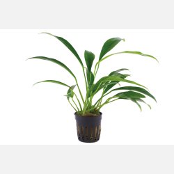 Anubias barteri var. glabra - potte